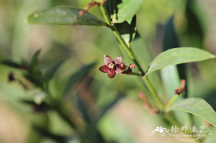 柳叶白前Cynanchum stauntonii