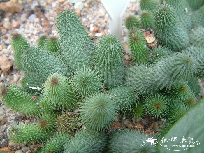 阿修罗Huernia pillansii