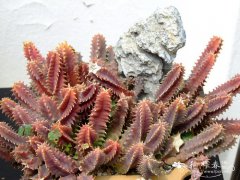 斑马萝摩Huernia zebrina