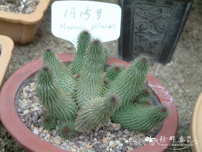 阿修罗Huernia pillansii