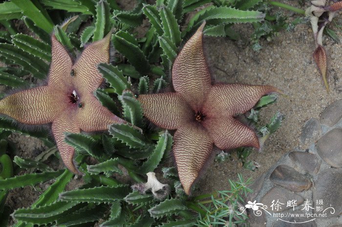 大犀角Stapelia gigantea