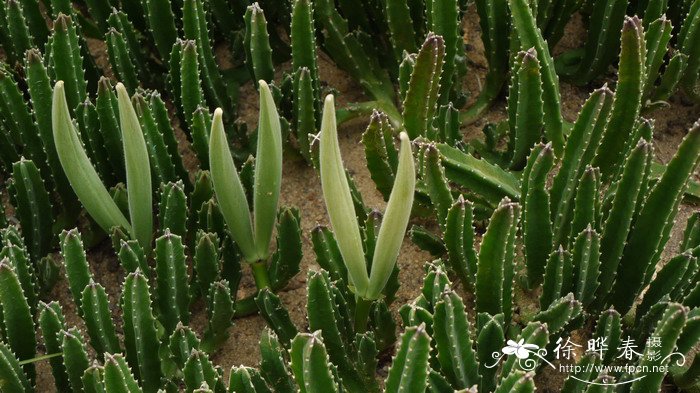 大犀角Stapelia gigantea