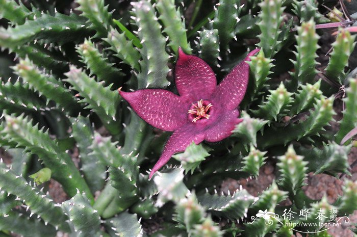 大花犀角Stapelia grandiflora