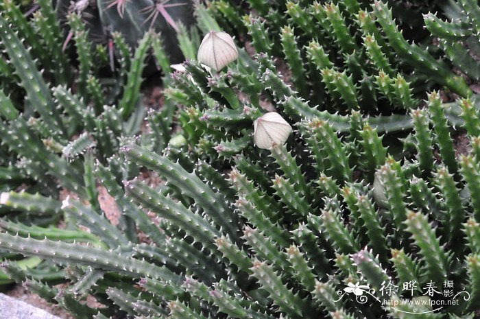 大花犀角Stapelia grandiflora