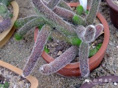 毛茸角Stapelianthus pilosus