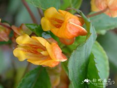 黄色凤仙花Impatiens auricoma ‘Jungle Gold’