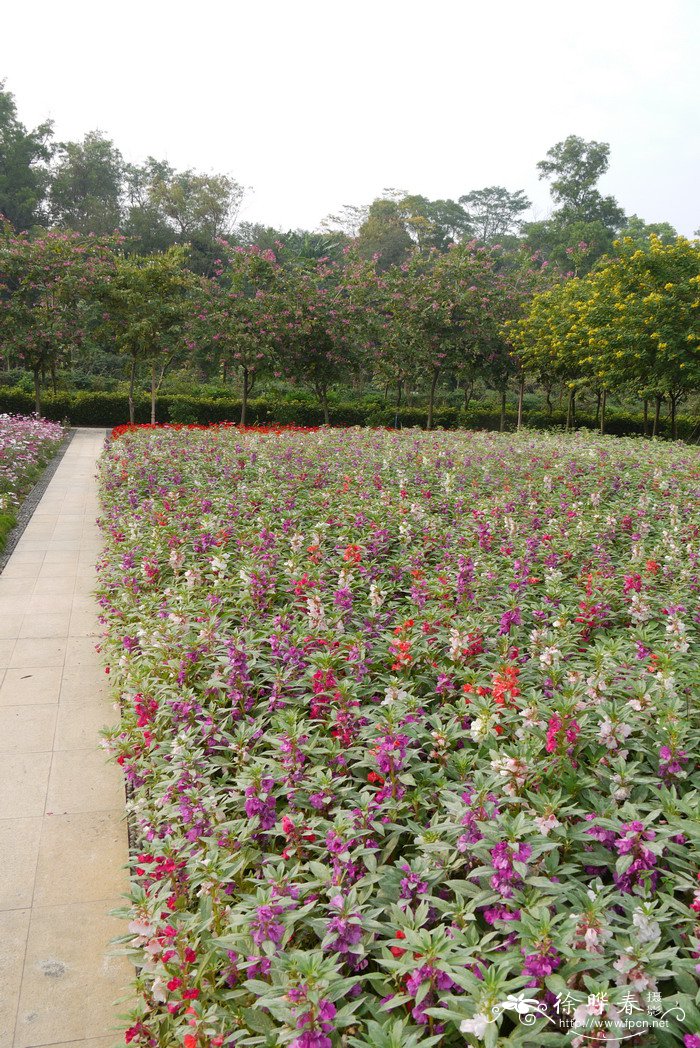 凤仙花Impatiens balsamina