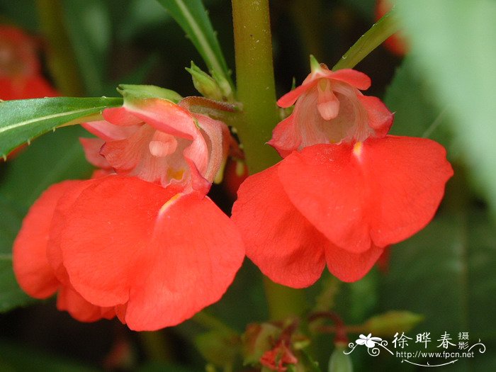 凤仙花Impatiens balsamina