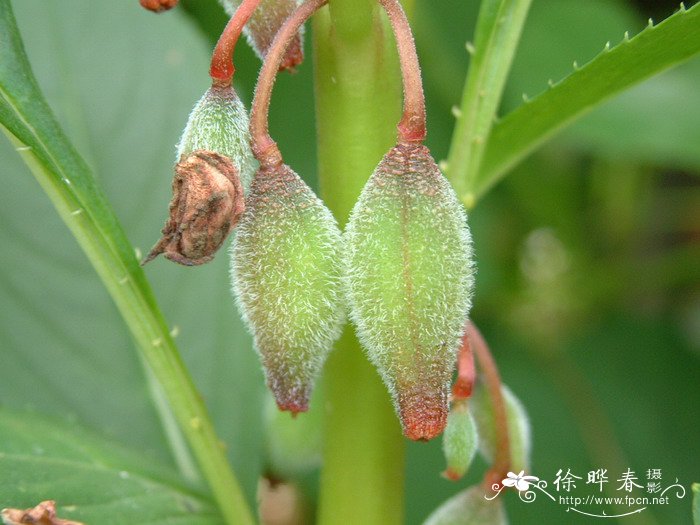 凤仙花Impatiens balsamina