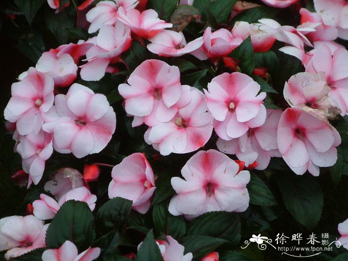 新几内亚凤仙Impatiens hawkeri