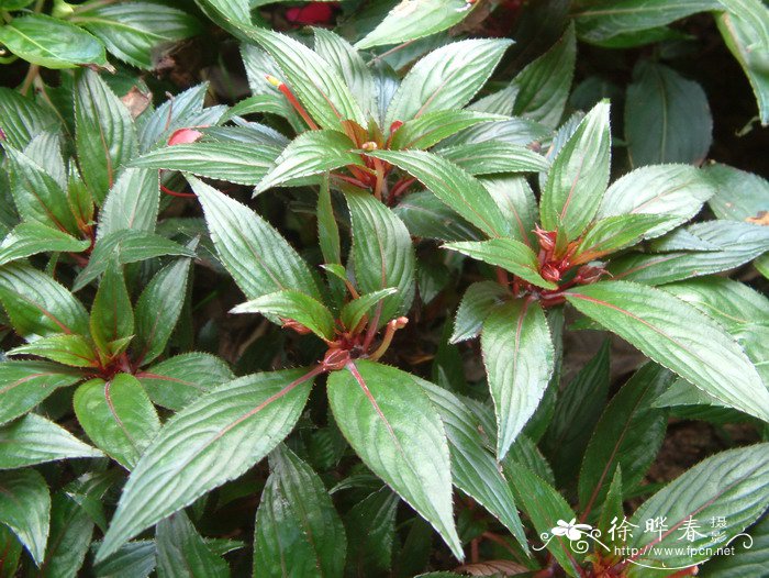 新几内亚凤仙Impatiens hawkeri