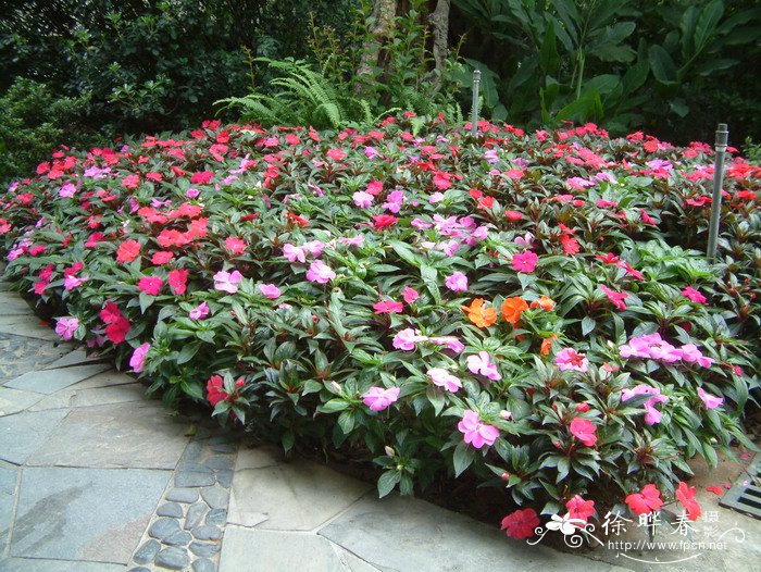 新几内亚凤仙Impatiens hawkeri