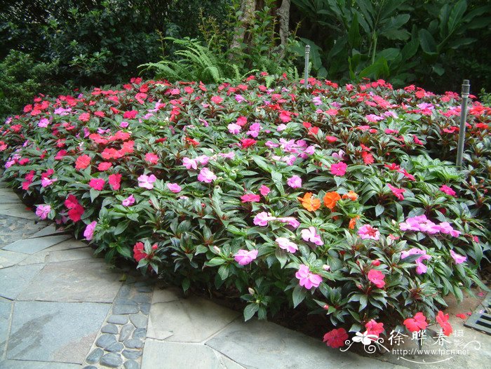 新几内亚凤仙Impatiens hawkeri