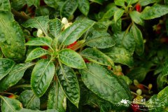 刚果凤仙花Impatiens niamniamensis