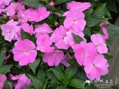 非洲凤仙花Impatiens walleriana