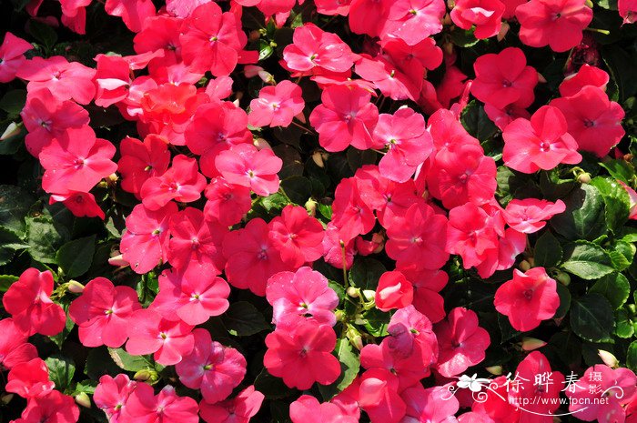 非洲凤仙花Impatiens walleriana