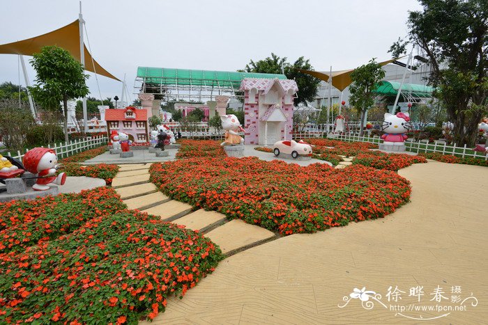 非洲凤仙花Impatiens walleriana