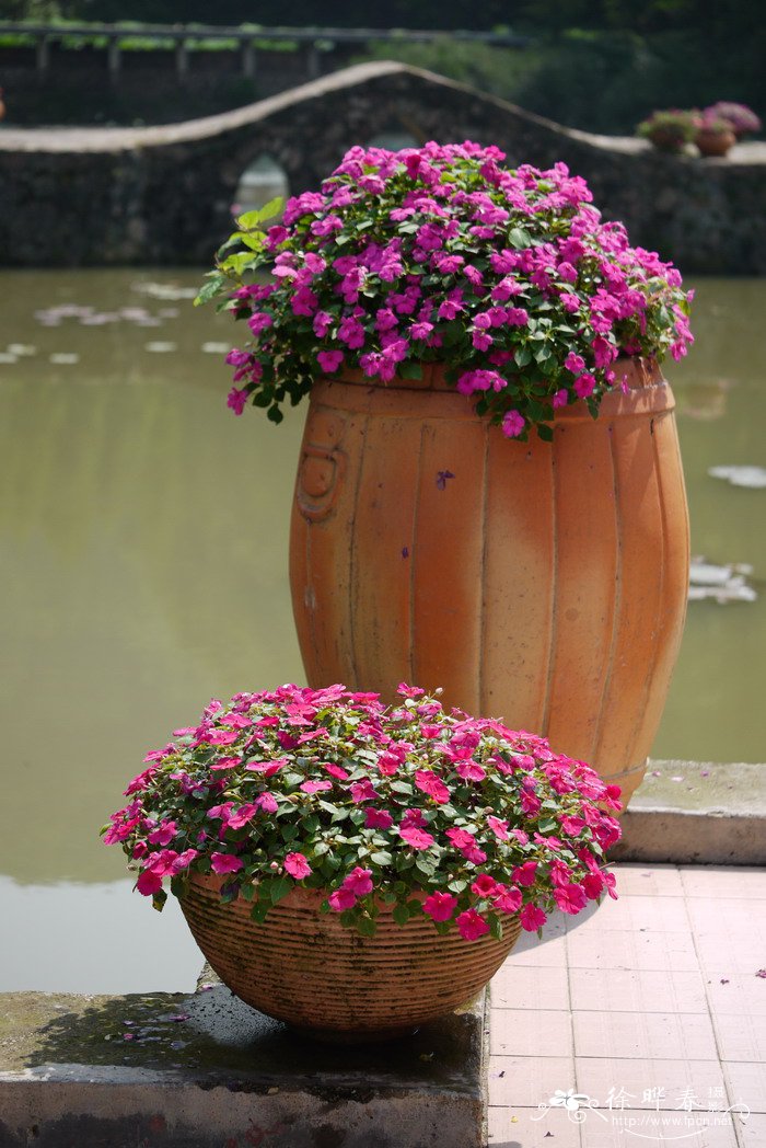 非洲凤仙花Impatiens walleriana
