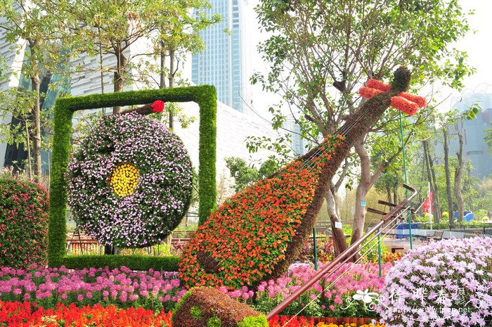 非洲凤仙花Impatiens walleriana