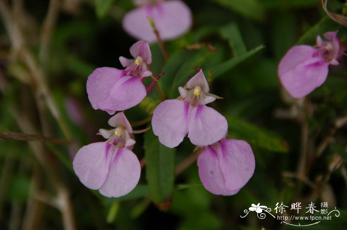 华凤仙Impatiens chinensis