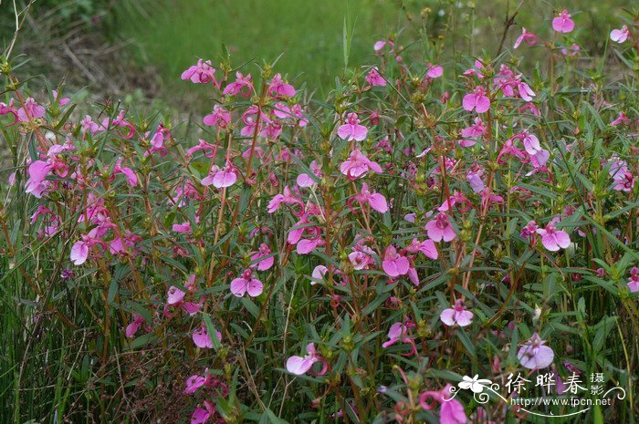 华凤仙Impatiens chinensis