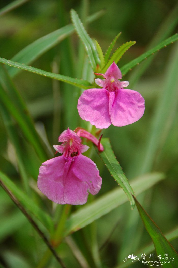 华凤仙Impatiens chinensis