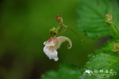 东北凤仙花Impatiens furcillata