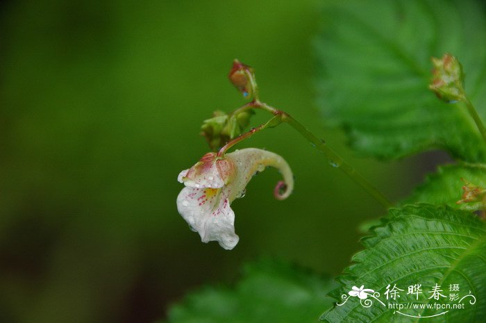 东北凤仙花Impatiens furcillata