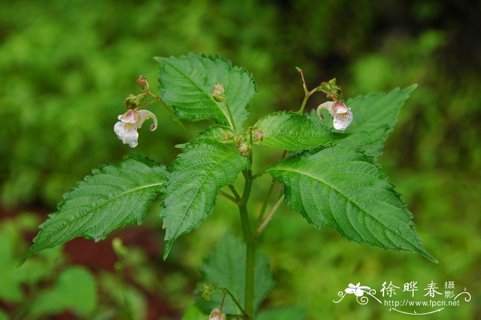 东北凤仙花Impatiens furcillata