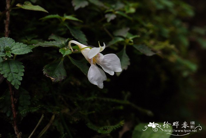 单花凤仙花Impatiens uniflora