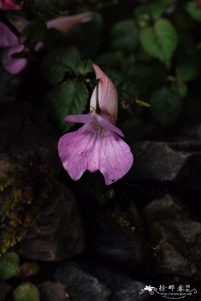 单花凤仙花Impatiens uniflora