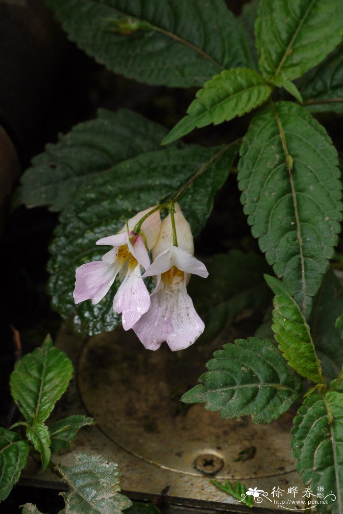 单花凤仙花Impatiens uniflora