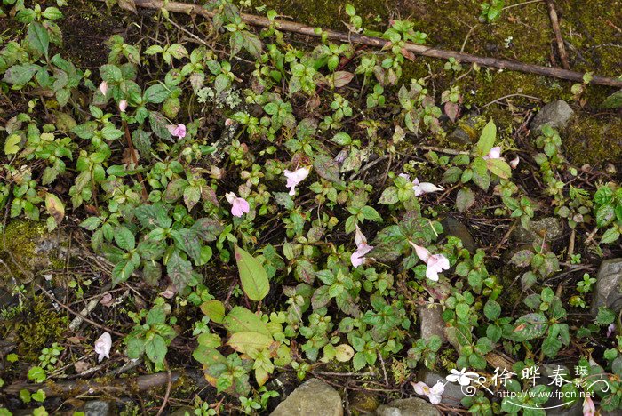 单花凤仙花Impatiens uniflora