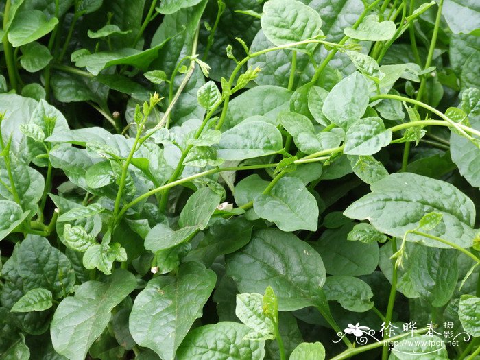 木耳菜basellaalba