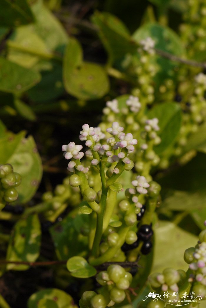 木耳菜Basella alba