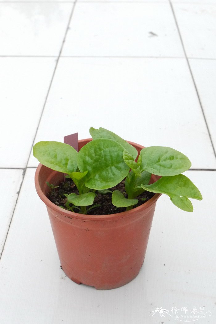 木耳菜Basella alba