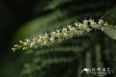 藤三七Anredera cordifolia