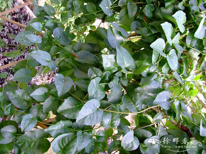 藤三七Anredera cordifolia