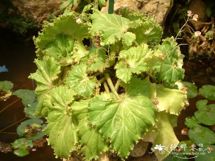 波叶秋海棠Begonia ‘Crest bruchii’