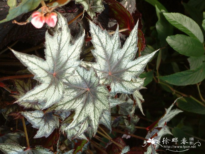 罗拉秋海棠Begonia ‘Norah Bedson’