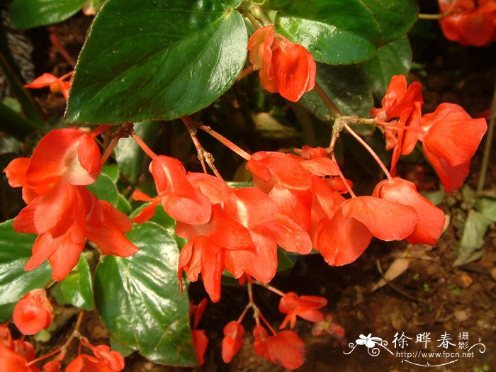 贵妇秋海棠Begonia ‘Kifujin’
