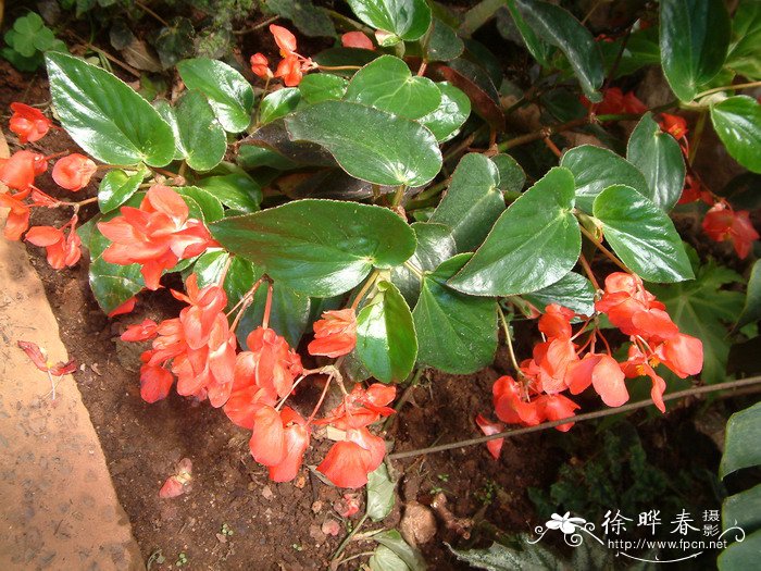 贵妇秋海棠Begonia ‘Kifujin’
