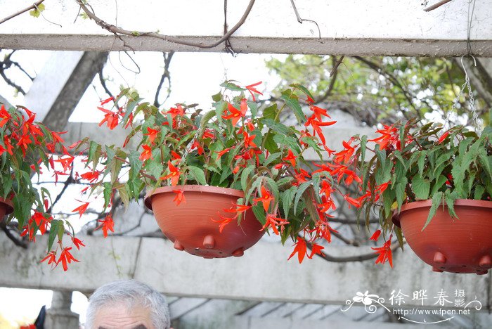 玻璃维亚秋海棠Begonia boliviensis