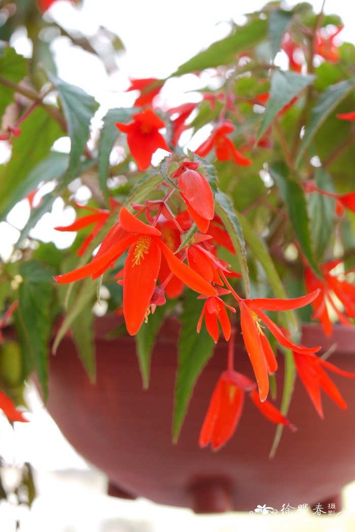 玻璃维亚秋海棠Begonia boliviensis