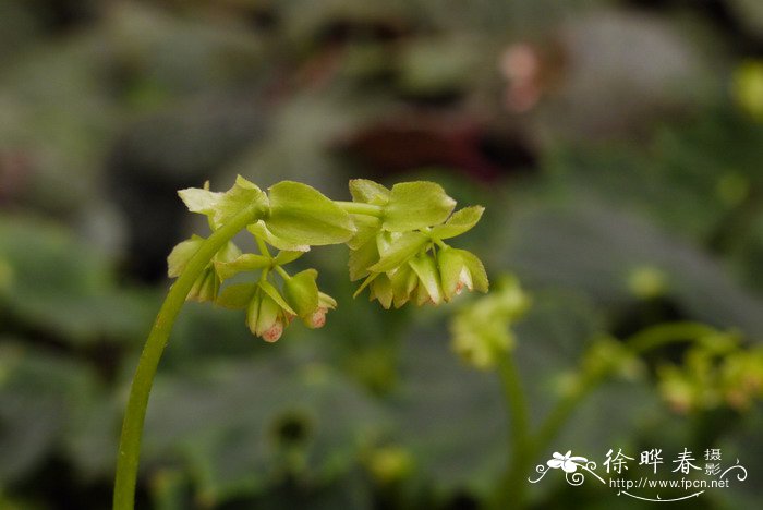 秋海棠Begonia ‘Ricinifolia’