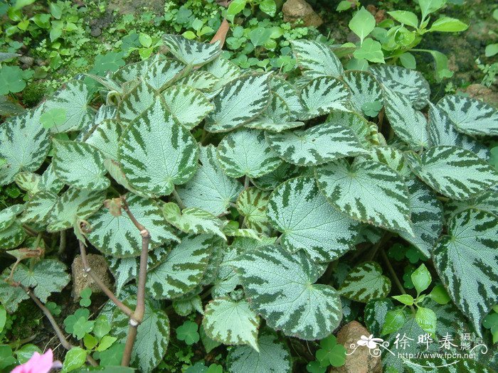 银翠秋海棠Begonia ‘Silver Jewel’