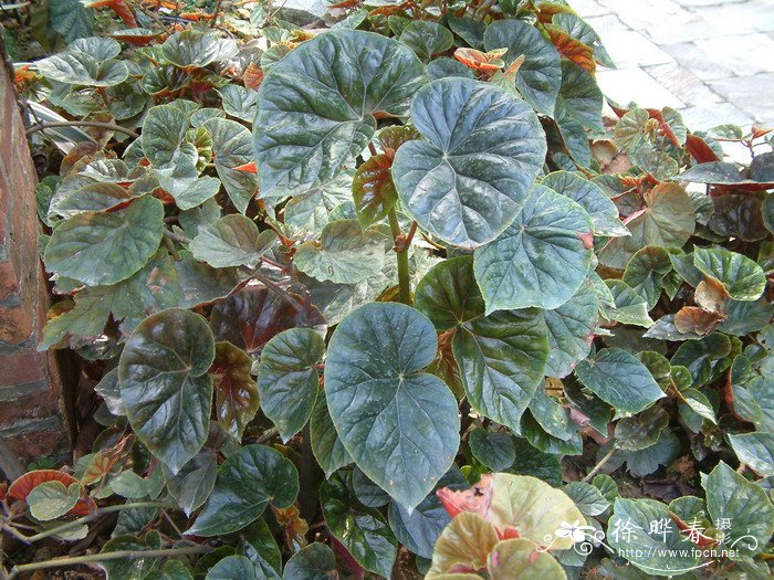 象耳秋海棠Begonia ‘Thurstonii’