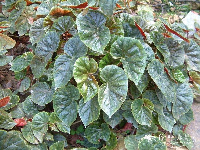 象耳秋海棠Begonia ‘Thurstonii’