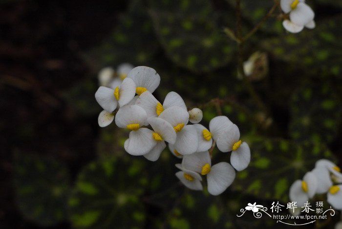 虎斑秋海棠Begonia ‘Tiger’