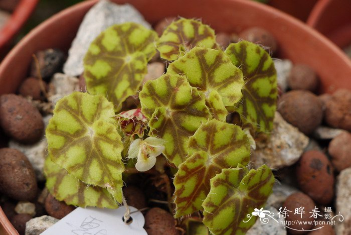 虎斑秋海棠Begonia ‘Tiger’